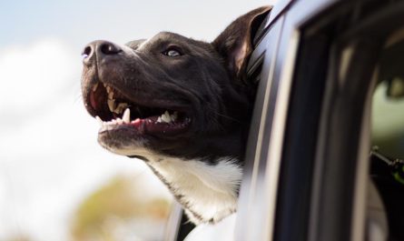 A black and white dog leaning out of a car window