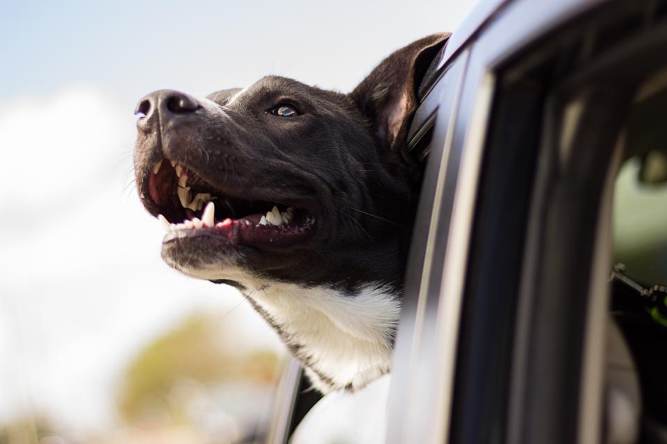 A black and white dog leaning out of a car window
